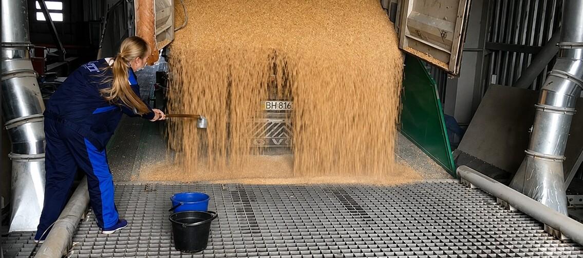 Descărcarea cerealelor din camion în buncărul de recepție al silozului