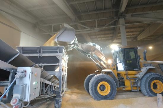 Фронтальний навантажувач JCB завантажує зерно в приймальний бункер мобільного конвеєра на складі